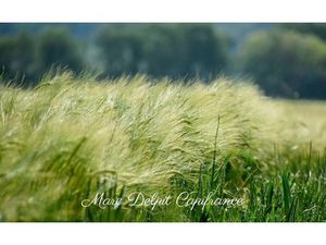 Terrain à vendre de 10 000 00 m² CLAIRA (66) Terrain Agricole ou de loisir entre Bompas et