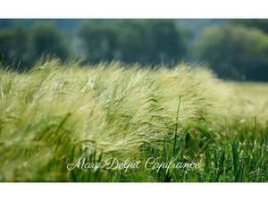 Vente maison 10000 m² Claira (66530)