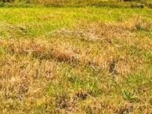 Vente terrain 628 m² à Saint-Michel-Chef-Chef (44730)  116 000 €