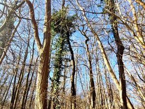 Parcelle boisée de près de 2000m² à RONQUEROLLES (95)