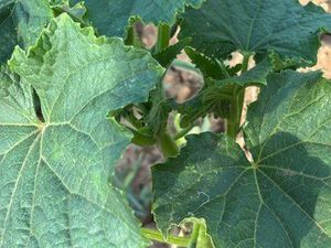 Je recherche un terrain pour y aménager un potager en échange de légumes que je vous fourn