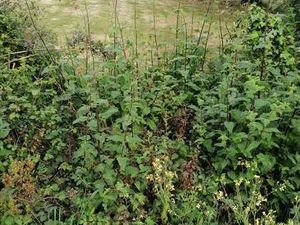 Vente Terrain à Merlevenez (56700) : à vendre / Merlevenez