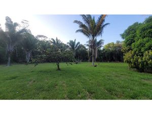 Terrain à vendre MANA 15221m2 129 000€