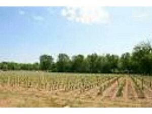 Terrain à bâtir à Cérons (33720)