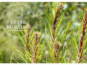 Terrain 801 m² MIOS