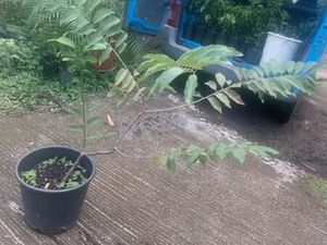 Recherche terrain 700m2 constructible