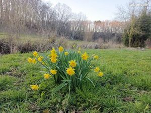 Terrain multi usages pour tout les budgets et M2