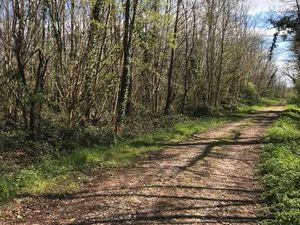 Terrain boisé - 4053 m2