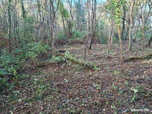 Bois pour loisir bord estuaire gironde