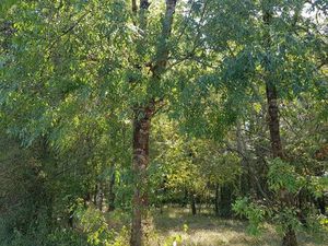 Bois / Terrain d'agrément