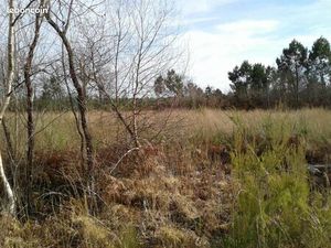 Terrain 700 m² Vertheuil