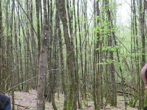 Particulier vend terrain boisé -3 3hectare  Le Lieges 37640