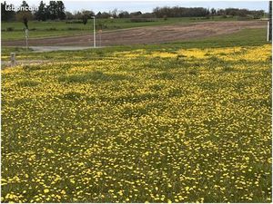 Terrain 895 m² Angouleme