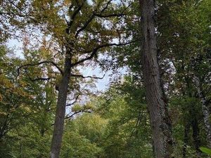 Terrain 270000 m² Avallon