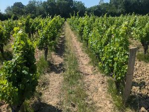A vendre parcelle de vignes