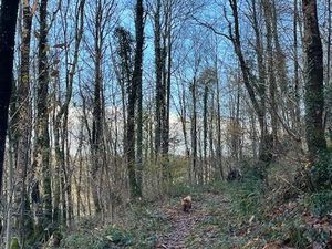 Vends parcelle de bois