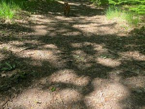 Recherche bois à vendre