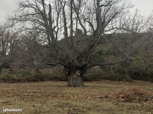 Châtaigneraie familiale Haute Corse