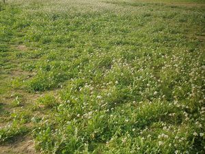 Location terrain pour chevaux (30740 Le Cailar)