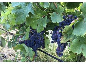 Vends vignes et terres bio MONTMIRAT 30260