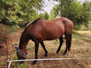 Cherche pré clôturé