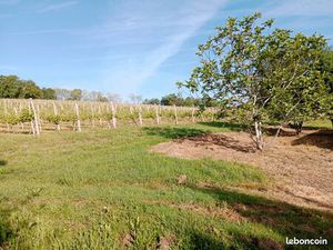 A louer 3  12 ha de vignes en AOC cépage blanc gros manseng 1500 la totalité et par an nég