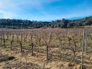 A vendre vigne en production bois terre