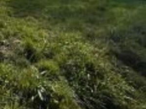 Terrains constructibles viabilisé