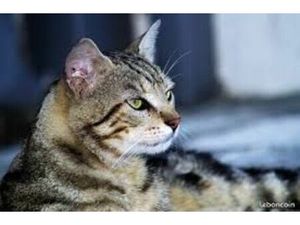 Recherche maison en campagne