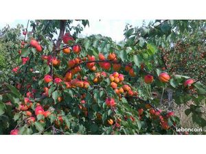 Terrain agricole + verger 6500 m²