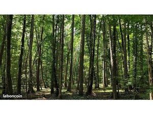 Propriété forestière en Bourgogne-37 hectares-Côte-d'Or (21)