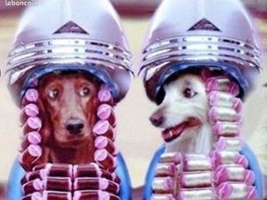 Fond de commerce toilettage