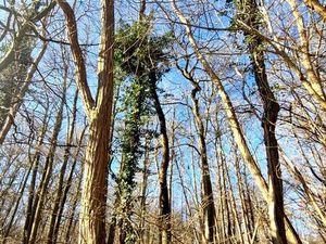 Terrain 1 886 m² Ronquerolles