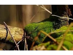 Terrain Recloses m² T- à vendre  10 000 €