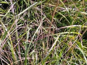 Terrain en friche colline