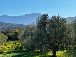 Vente terrain 63000 m² à Aregno (20220)  NaN €