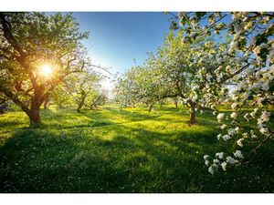 Vente terrain 1300 m² à Sainte-Féréole (19270)  38 000 €