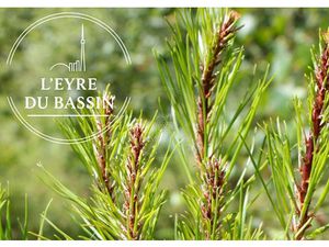 Vente terrain 801 m² à Mios (33380)  192 000 €