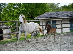 Vente haras / equestre Brou  110m² 5 pièces 472 500€ avec garage