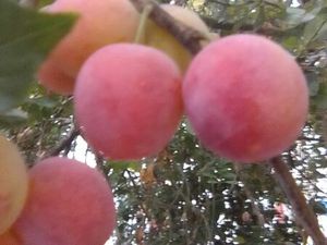 Besoin d un terrain maraicher