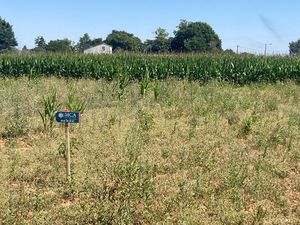 Vente terrain 630 m² Balanzac (17600)