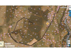 Parcelle taillis d'acacia