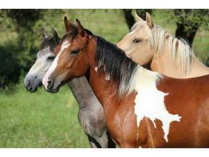 Centre équestre avec villa  luxe et confort.