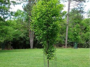 Location terrain loisir