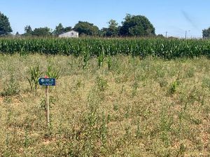 Terrain à bâtir à Balanzac (17600)