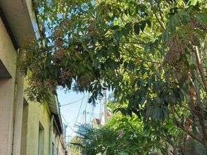 Maison avec extérieur bordeaux proche CHU