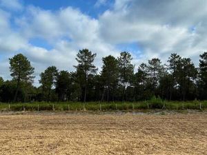 Terrain constructible viabilisé à vendre
