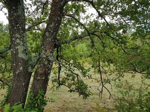 Vente terrain 929 m² à Vezenobres (30360)  58 000 €