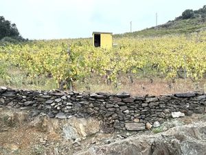 Vente terrain 7500 m² à Collioure (66190)  24 000 €