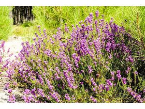 Vente terrain 611 m² à Morcenx (40110)  36 700 €